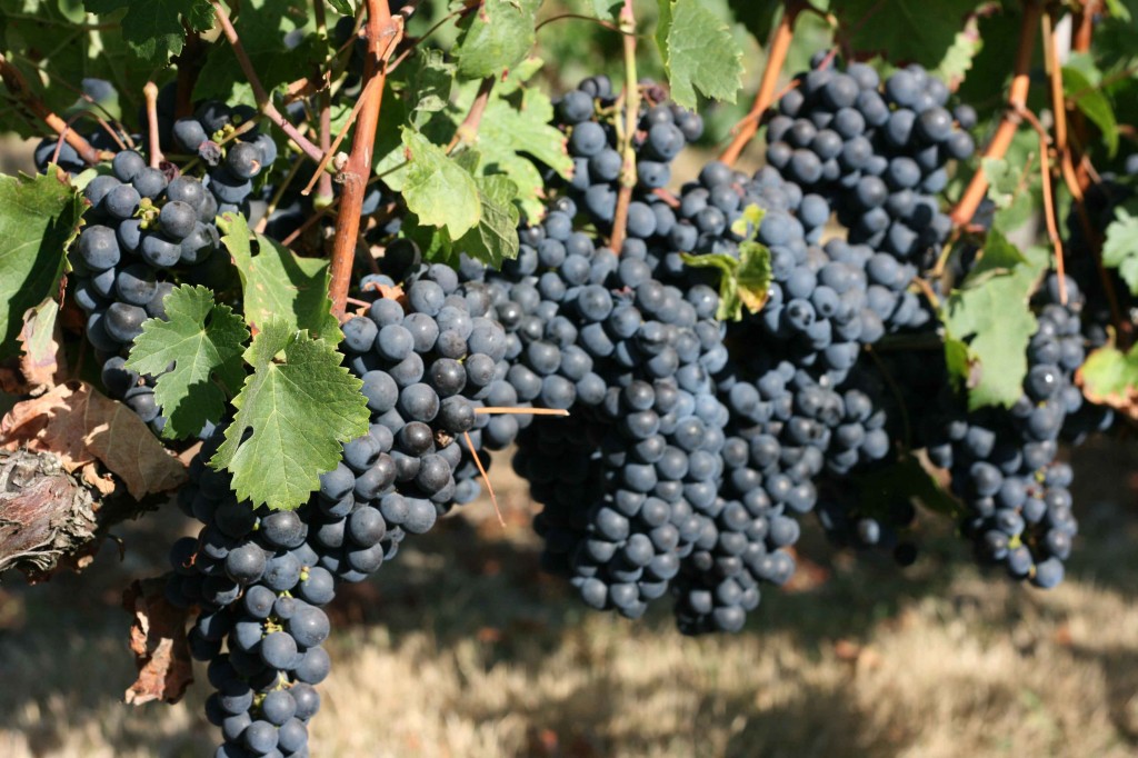 Bordeaux grapes