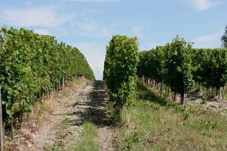 Vines on the stony limestone soils of Tour des Gendres