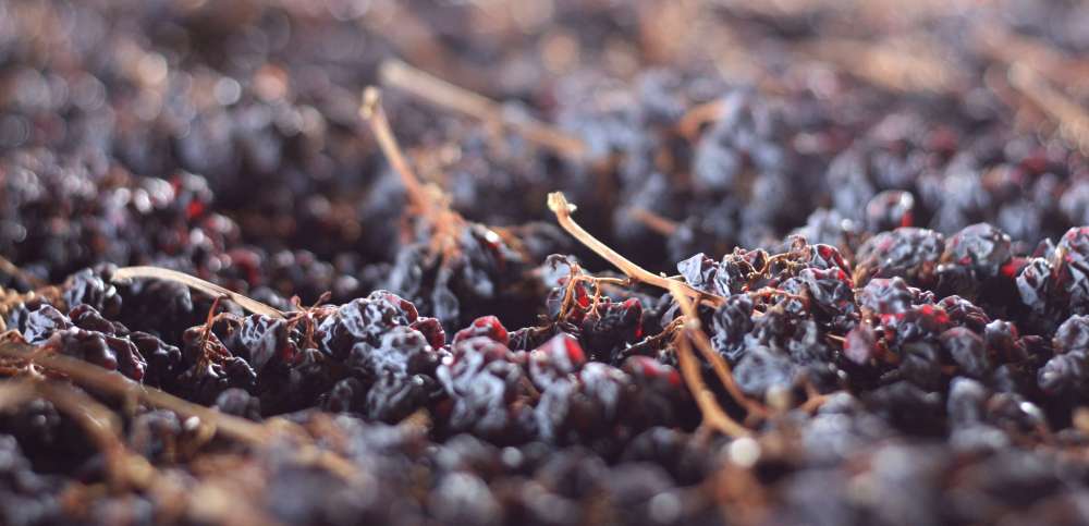 Grapes drying for Valpollicella