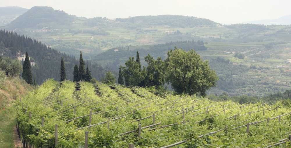 Pergolas and terraces on the hills north of Verona - Valpollicella country