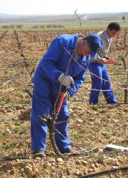 Pruning the vines in Toro
