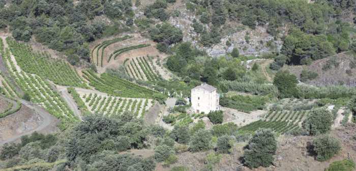 Vineyards near Torroja